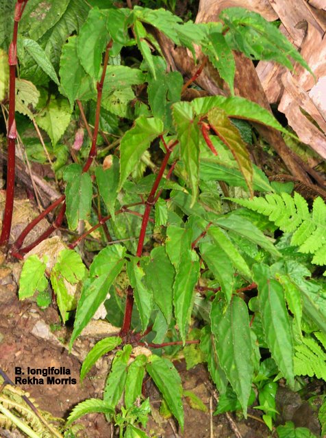 B. longifolia